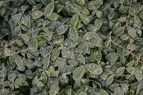 Close-up picture of green leaves of Vinca minor with first snow on them in frosty garden. Late autumn, early winter horizontal picture for background
