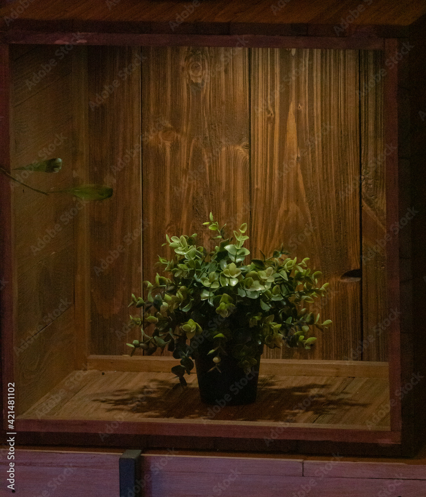 A green flower in a pot stands in a wooden frame. Taken in a low key