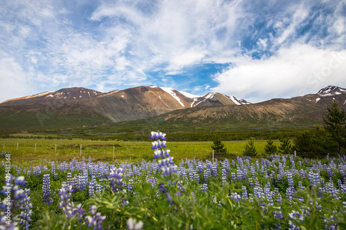 Icelandic nature with blue flowers in front and mountains with snow in the background © vladimir