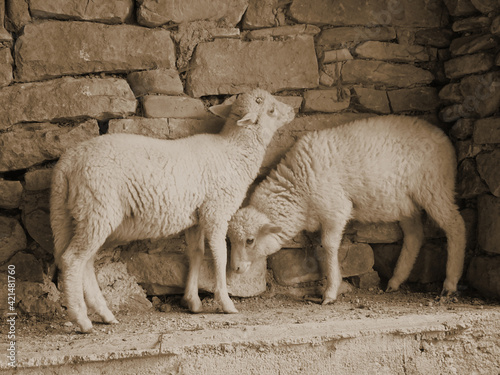 two beautiful white little sheep