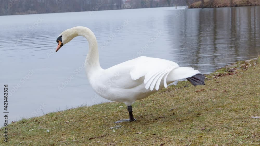 a swan stretches out its foot and lies down to sleep. largest flying birds, including the mute swan, trumpeter swan. Swans usually mate for life. a swan stretches out its foot and lies down to sleep. largest flying birds, including the mute swan, trumpeter swan. Swans usually mate for life.