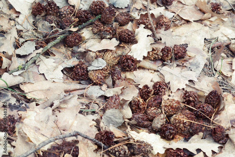 lot of small pine cones, gnawed by squirrel, on wet oak leaves of last year