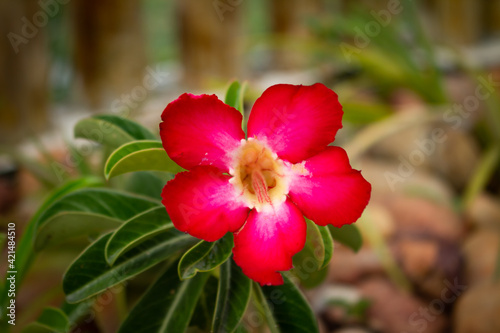 Beautiful flower with delicate fuchsia petals. Desert rose in bloom.