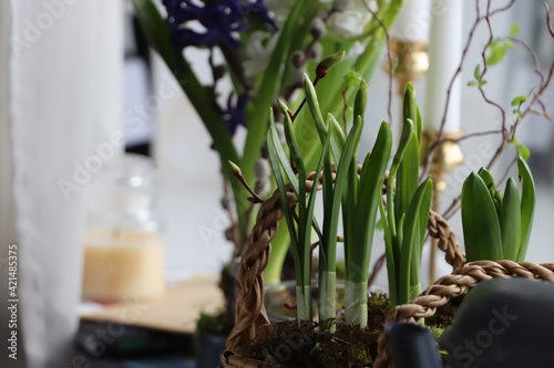 Spring shoots of Narcissus and Hyacinth planted in wicker basket on window sill  closeup. Space for text