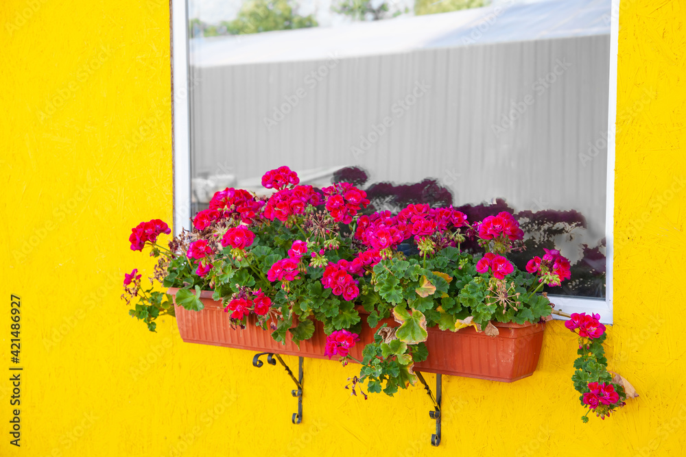 Fototapeta premium bright crimson geranium in a hanging box under the window against a yellow wall