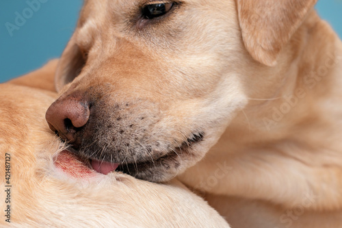 Dog skin problems, itching, discomfort, allergies.