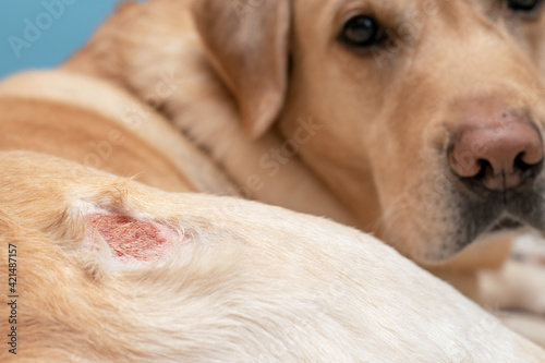Eczema on the skin of a dog. Allergic reaction of an animal.