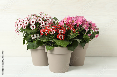 Different cineraria plants in flower pots on white table