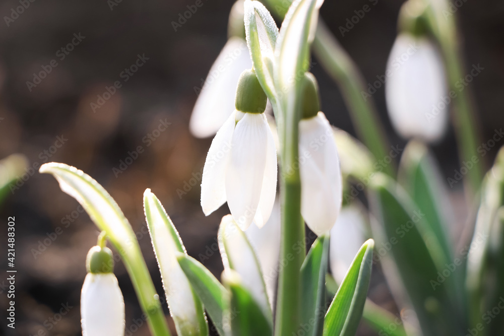 Fototapeta premium Beautiful snowdrops growing outdoors, closeup. Early spring flower