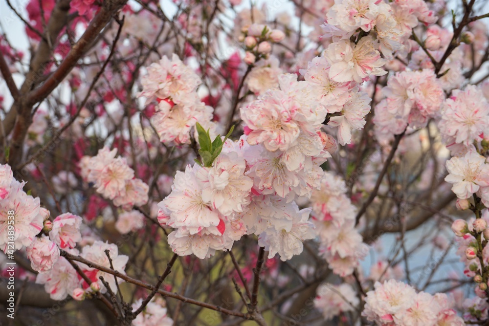 Spring flowering of peach tree on blue sky background. Delicate pink flowers on a branch in the garden. Closeup view - ピンク 桃の花 日本 Spring flowering of peach tree on blue sky background. Delicate pink flowers on a branch in the garden. Closeup view - ピンク 桃の花 日本