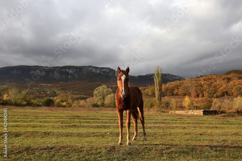 Horse foal on a meadow in a mountain valley of Crimea on an autumn day