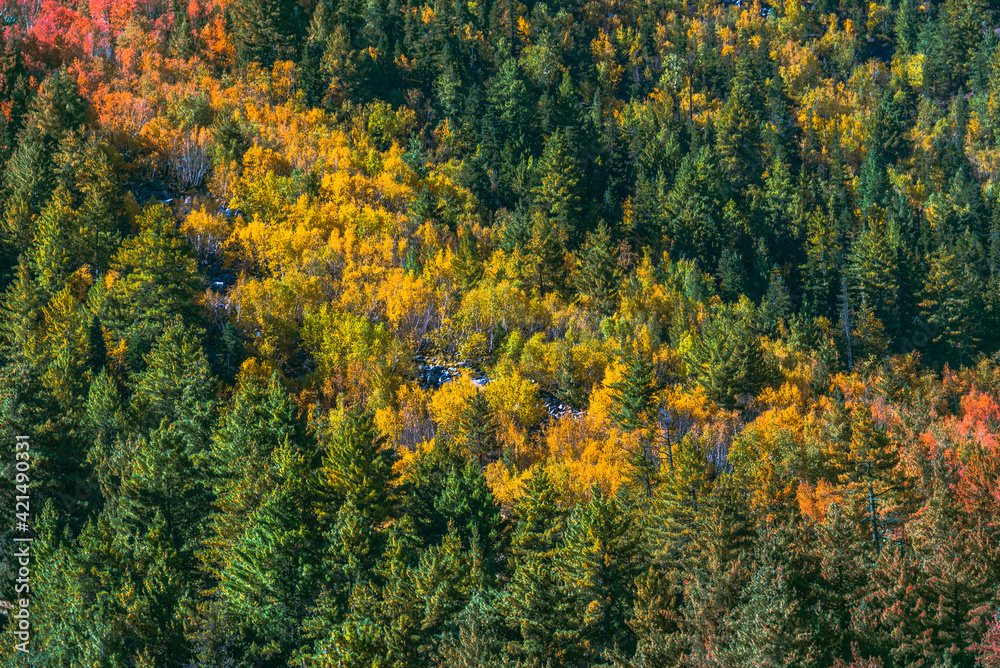 Autumn forest landscape of Himalayas at Chitkul, Sangla Valley, Himachal Pradesh, India.