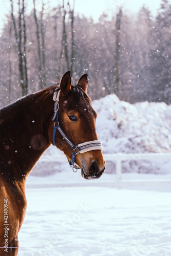 Horse portrait in the snow. Winter landscape with brown horse close up in snowflakes.