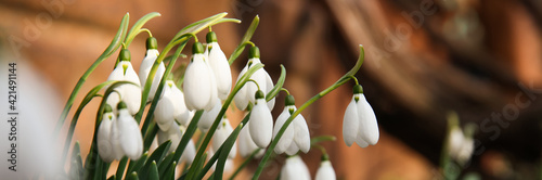 Beautiful snowdrops growing outdoors, banner design. First spring flowers