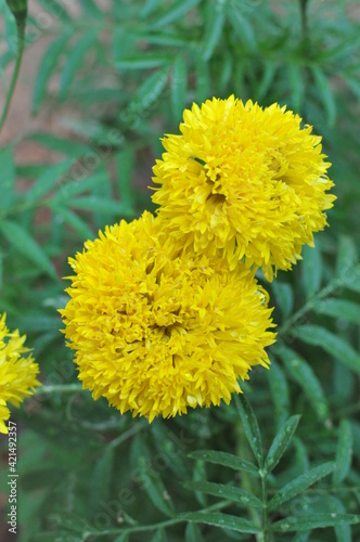 yellow dandelion flower in our garden 
