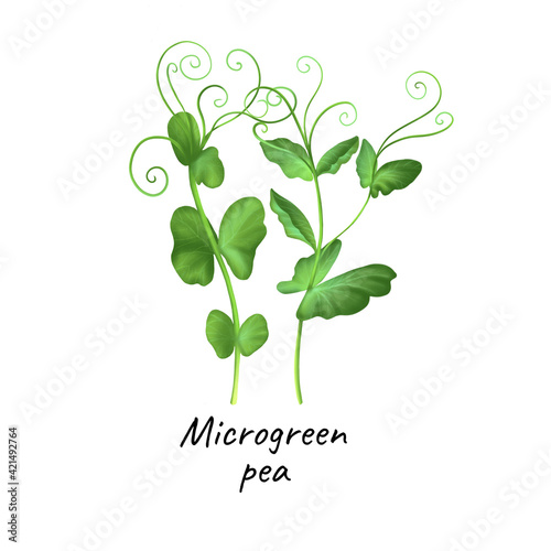 Young microgreen pea sprouts, peas microgreen growing, young green leaves, healthy lifestyle concept, vegan healthy food. Realistic illustration by hand isolated on white background.