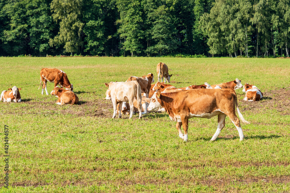 Freilaufende rotbunte Rinder auf einer Weide im Sommer Freilaufende rotbunte Rinder auf einer Weide im Sommer