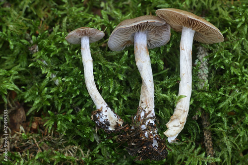Cortinarius anomalus, known as the variable webcap, wild mushroom from Finland photo