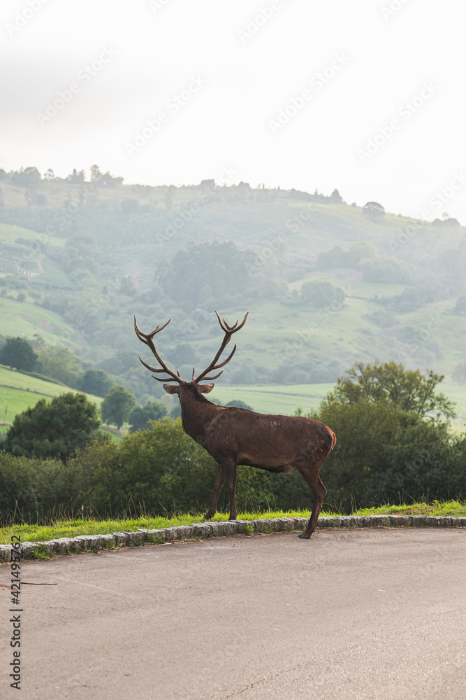 Naklejka premium Ciervo en la naturaleza vertical