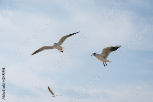 Large white seagulls fly against the blue sky, hovering above the clouds, spreading their long wings during the day. Summer, spring photography of a bird. © shchus