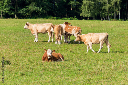 Freilaufende rotbunte Rinder auf einer Weide im Sommer