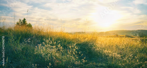 Beautiful natural panoramic countryside landscape. Blooming wild high grass in nature at sunset warm summer. Pastoral scenery. Selective focusing on foreground. photo
