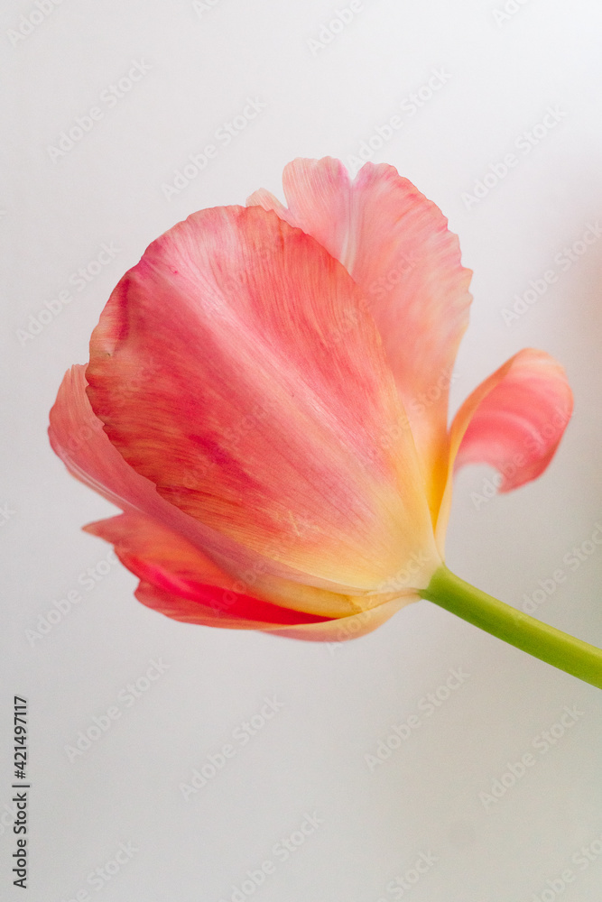 Single tulip