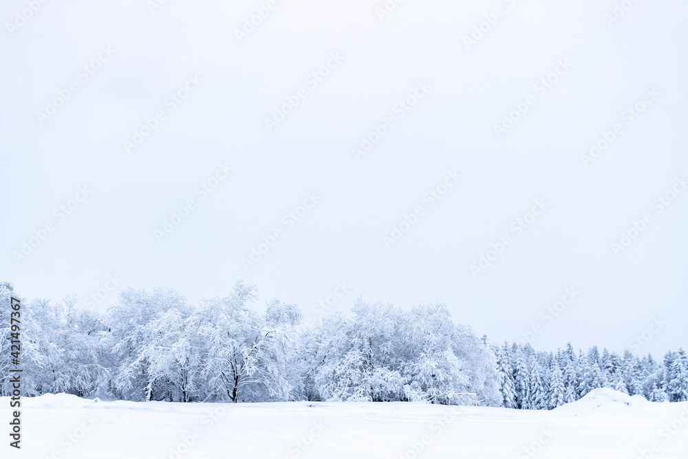Winter panoramic. Frost forest nature scene with beautiful snow, morning sun, blue sky. Snowy white Christmas tree in sunshine. Beauty nature concept background.