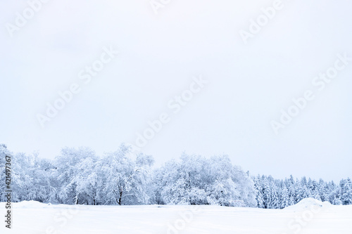 Winter panoramic. Frost forest nature scene with beautiful snow, morning sun, blue sky. Snowy white Christmas tree in sunshine. Beauty nature concept background. © Maksym