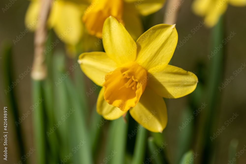 Osterglocken im Garten Osterglocken im Garten