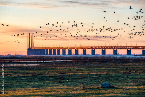 Oresund Bridge sundown with a flock of flying birds crossing the scene by the sea. Oresundsbron massive architecture at sunset with Bunkeflo Strandangar nature reserve where seabirds dwell and migrate