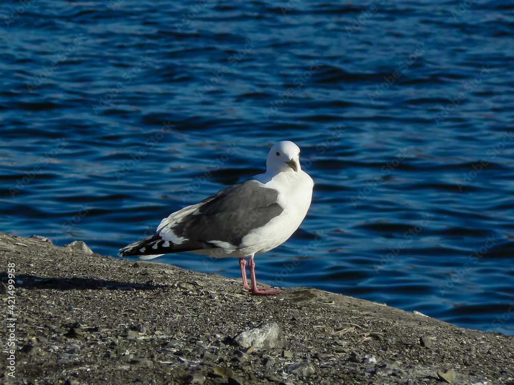 Close up view of white bird seagull sitting on the ground. Wild seagull with a sea blue background. Close up view of white bird seagull sitting on the ground. Wild seagull with a sea blue background.