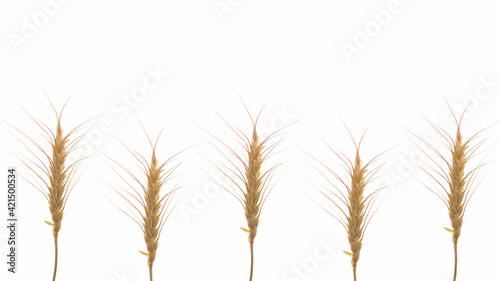 Beautiful natural yellow barley isolated on white background