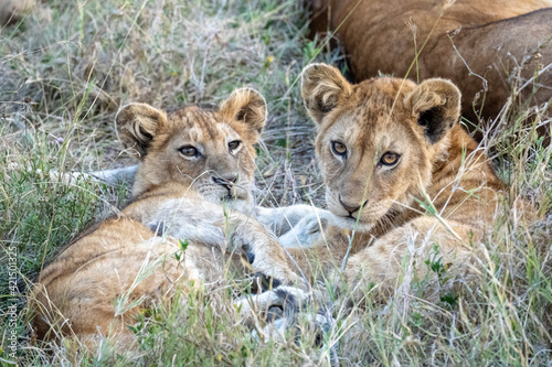 Two lion cubbs