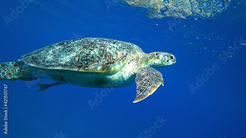 sea turtle swimming in blue water