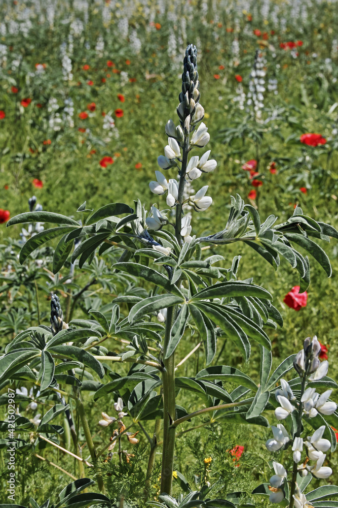 flowering plant of white lupin