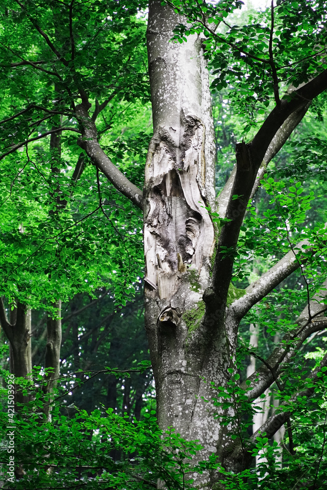 Fototapeta premium tree in the forest