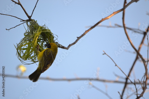Nest building 5