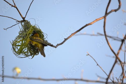 Nest building 4
