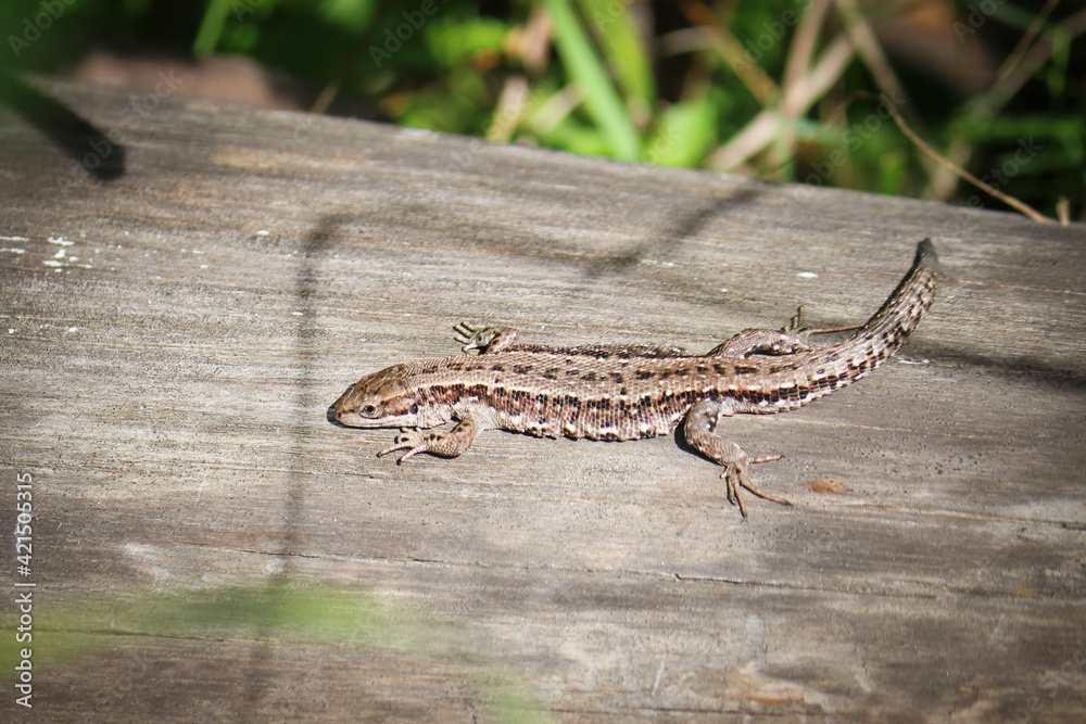 The viviparous lizard, or common lizard, (Zootoca vivipara) sits on an old dry log and bask in the sun. The viviparous lizard, or common lizard, (Zootoca vivipara) sits on an old dry log and bask in the sun.