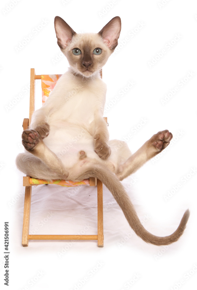Tonkinese Kitten in deck chair