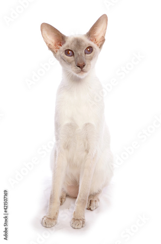 Siamese Cat