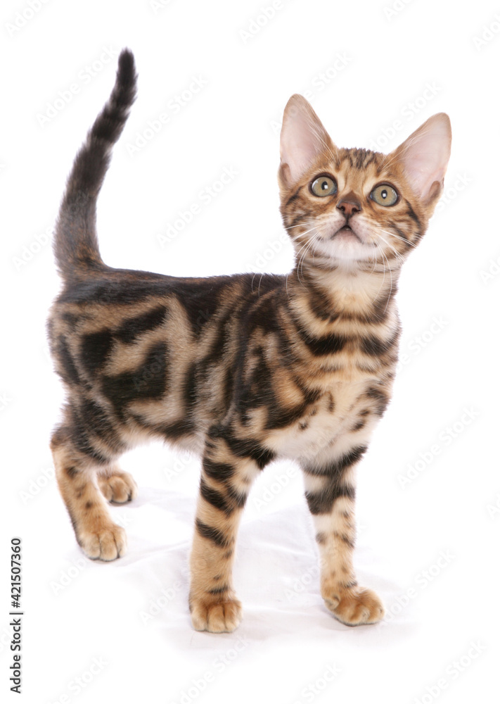 Bengal kitten Bengal kitten