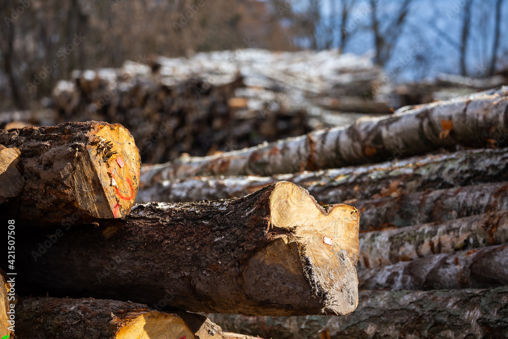 A warehouse of logs in the forest, ready to be sent to the sawmill. Made on a clear, sunny day. A warehouse of logs in the forest, ready to be sent to the sawmill. Made on a clear, sunny day.