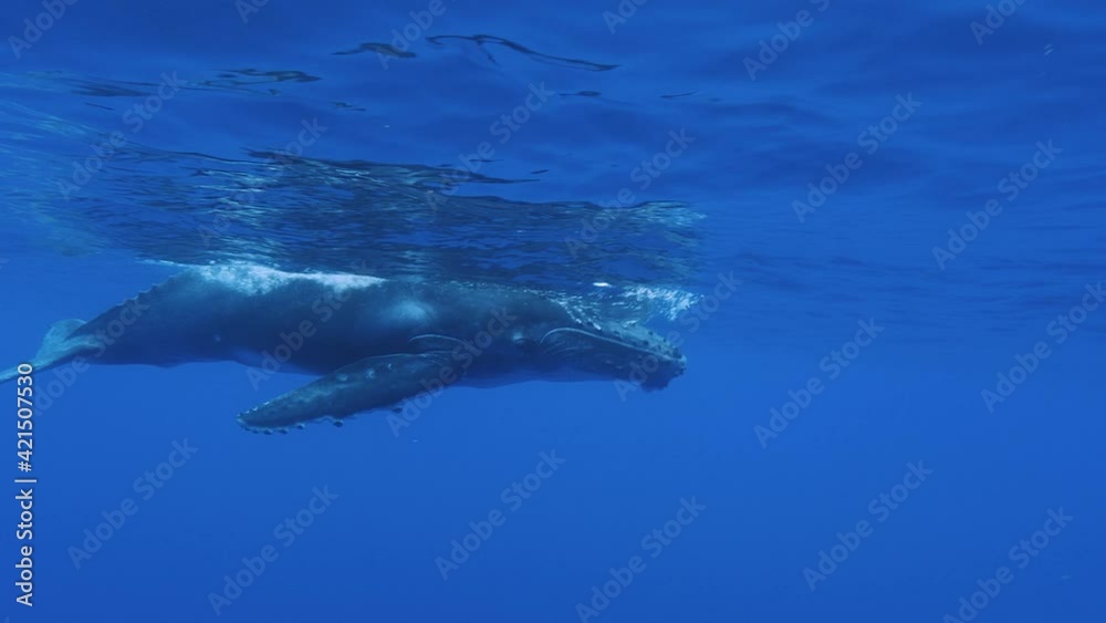 Young humpback whale - descents into the deep blue clear water of the pacific ocean- slow motion shot Young humpback whale - descents into the deep blue clear water of the pacific ocean- slow motion shot