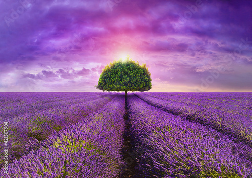 provence - tree in the beautiful lavender field