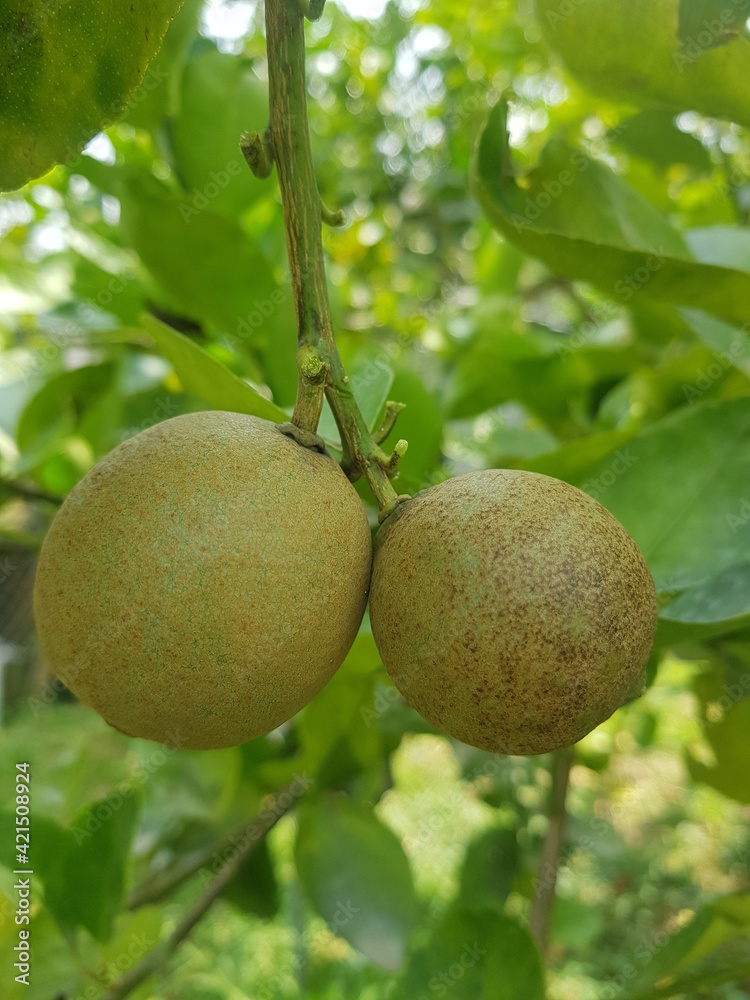 Symptoms of  citrus rust mite on lemon fruit in Viet Nam.