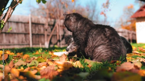 A black cat sitting in the colorful leaves and a dog in background in the yard during autumn