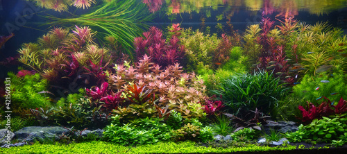 Colorful aquatic plants in aquarium tank with Dutch style aquascaping layout © Cheattha