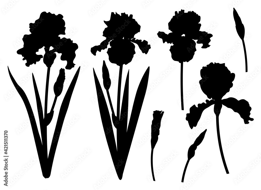 Plakat Set flowers Irises silhouettes botanical colourful vector illustration